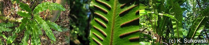 jzycznik zwyczajny (Phyllitis scolopendrium)